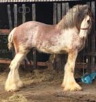 2 Year Old Clydesdale x Gelding
