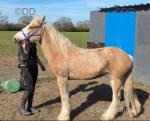 The Blondie, palomino mare for sale, 14hh, ride and drive. Quiet as a mouse. She's 3 coming 4. I'll have a swap for a bigger cob or I'll sell her.