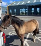 Tian Tunner, 12.3hh half bred pony, 7 years old. She's done the drives. Perfect getting shoes done and getting shaved out. 