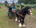 Paddy, 13.3hh Ride and Drive Gelding with Cart, Harness and Tack