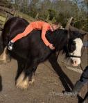 Paddy, 13.3hh Ride and Drive Gelding with Cart, Harness and Tack