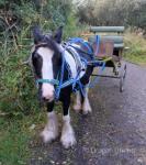 13hh Driving Mare