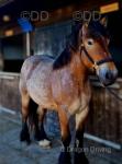 16.1hh Belgian Draft Gelding