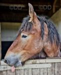 16.1hh Belgian Draft Gelding
