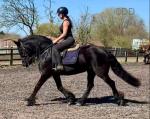 Castle Hill Martini, 13.3hh Fell Riding Mare