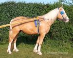 Hovis, 15.1hh Ride and Drive Stallion