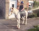 Riding Gelding