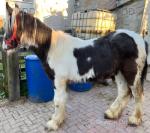 Friesian x Yearling Gelding