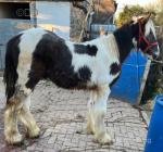 Friesian x Yearling Gelding