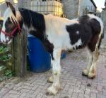 Friesian x Yearling Gelding