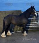 Sherry, 14hh Ride and Drive Mare