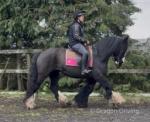Sherry, 14hh Ride and Drive Mare