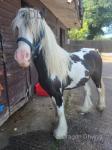 Teddy. 12.2hh Gelding
