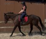 Spirit, 17hh TB Riding Gelding