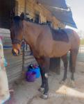 Spirit, 17hh TB Riding Gelding