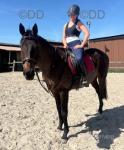 Spirit, 17hh TB Riding Gelding
