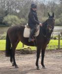 Spirit, 17hh TB Riding Gelding