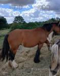14.3hh Ride and Drive Mare