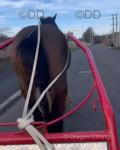 Benji, 15.1hh Ride and Drive Gelding