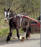 Wombleiser, 15hh Ride and Drive Mare