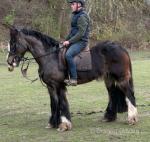 Wombleiser, 15hh Ride and Drive Mare