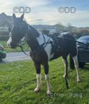 15.1hh Ride and Drive Mare