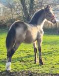 Foal Gelding