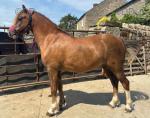 11.2hh Welsh Section A Riding Gelding