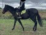 Golden Crossing, 15.2hh TB Riding Gelding