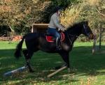 Golden Crossing, 15.2hh TB Riding Gelding