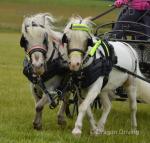 Apollo, Driving Gelding