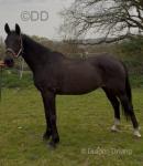 15.2hh Mare