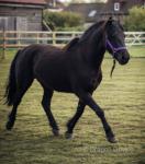 13hh New Forest Gelding