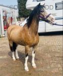 Doylan Champers, 11.3hh Riding Gelding