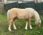 2 Year Old Welsh Section C Colt