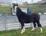 Welsh Section A Colt