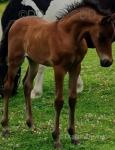 War Horse Real, Filly