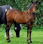 War Horse Real, Filly