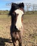 11.2hh Welsh Section A Riding Mare
