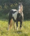13.3hh Riding Gelding