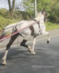 Robbie, 15hh Driving Stallion