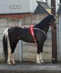 Billy, 15.1hh Ride & Drive Stallion