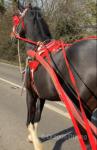 Billy, 15.1hh Ride & Drive Stallion