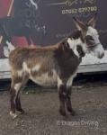 Yearling Donkeys