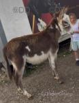 Yearling Donkeys