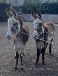 Yearling Donkeys