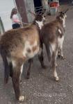 Yearling Donkeys