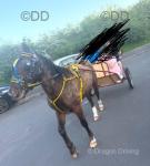 Tina Turner, 12.3hh Ride & Drive Mare with Cart & Harness