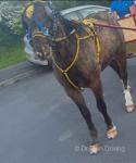 Tina Turner, 12.3hh Ride & Drive Mare with Cart & Harness