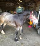 3 Year Old Gelding